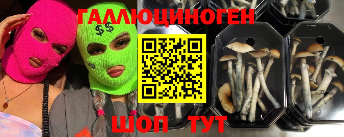 Заринск  Галлюциногенные грибы Cubensis  Вход с VPN 